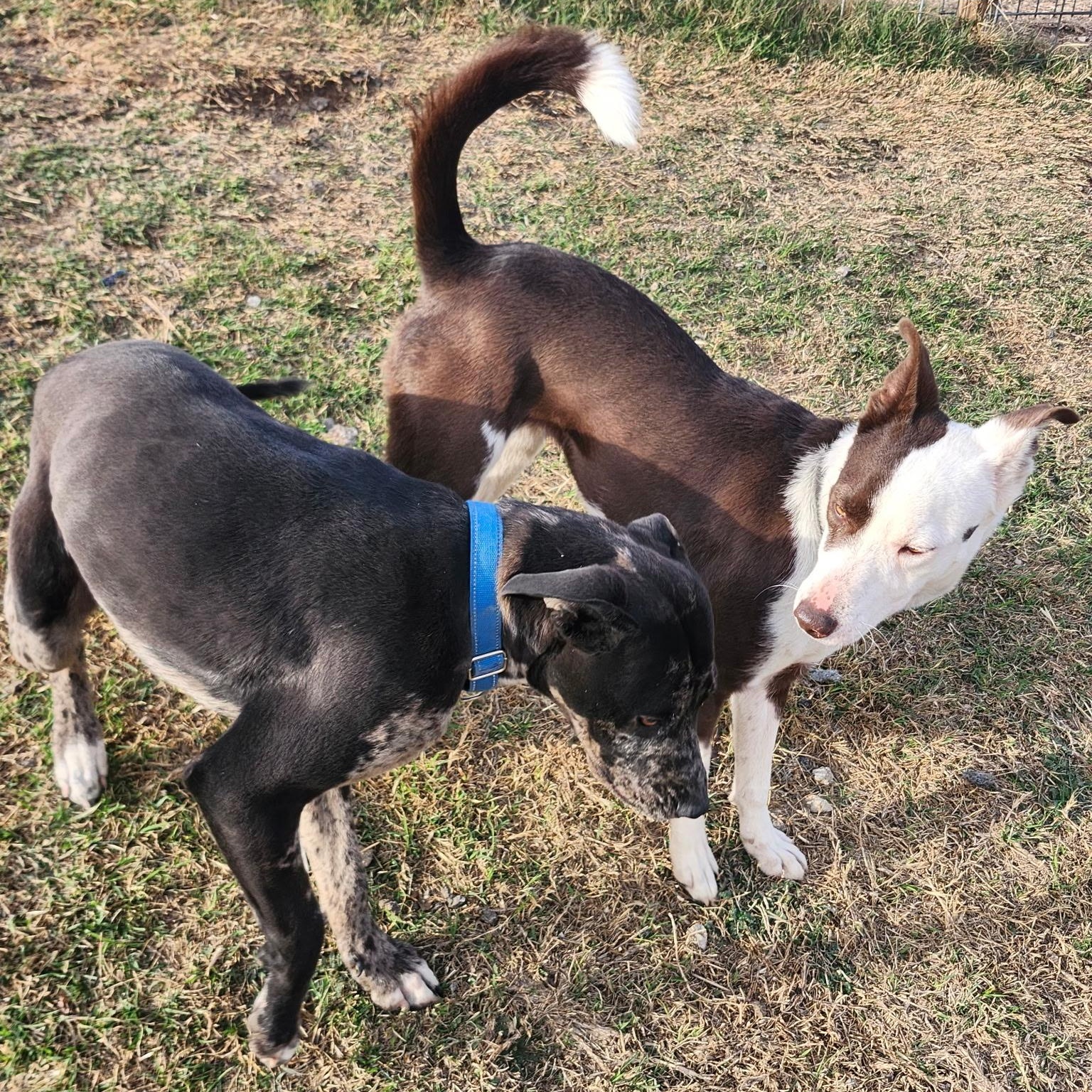 Enlarge AVA, a Adoptable mixed breed in Weatherford, TX image 6/6