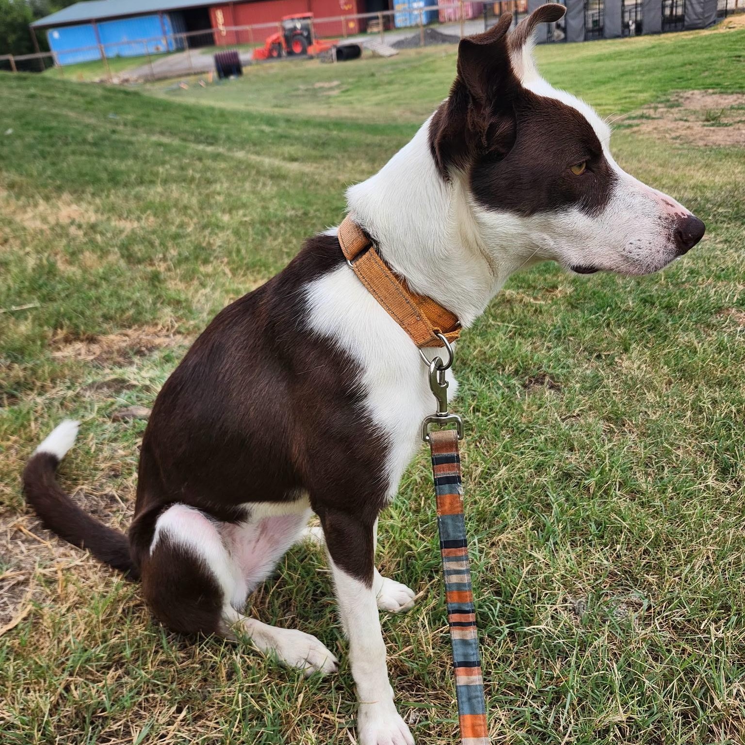 AVA, a Adoptable mixed breed in Weatherford, TX image 4/4