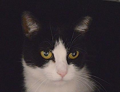 Cyan, Adoptable, Adult Female Domestic Short Hair & Domestic Short Hair.