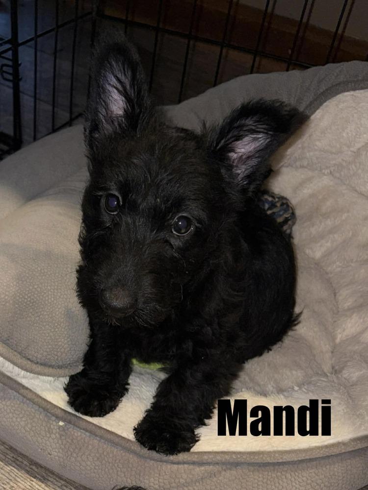 Enlarge Mandi, a Adoptable Scottish Terrier in harrison city, PA image 1/1