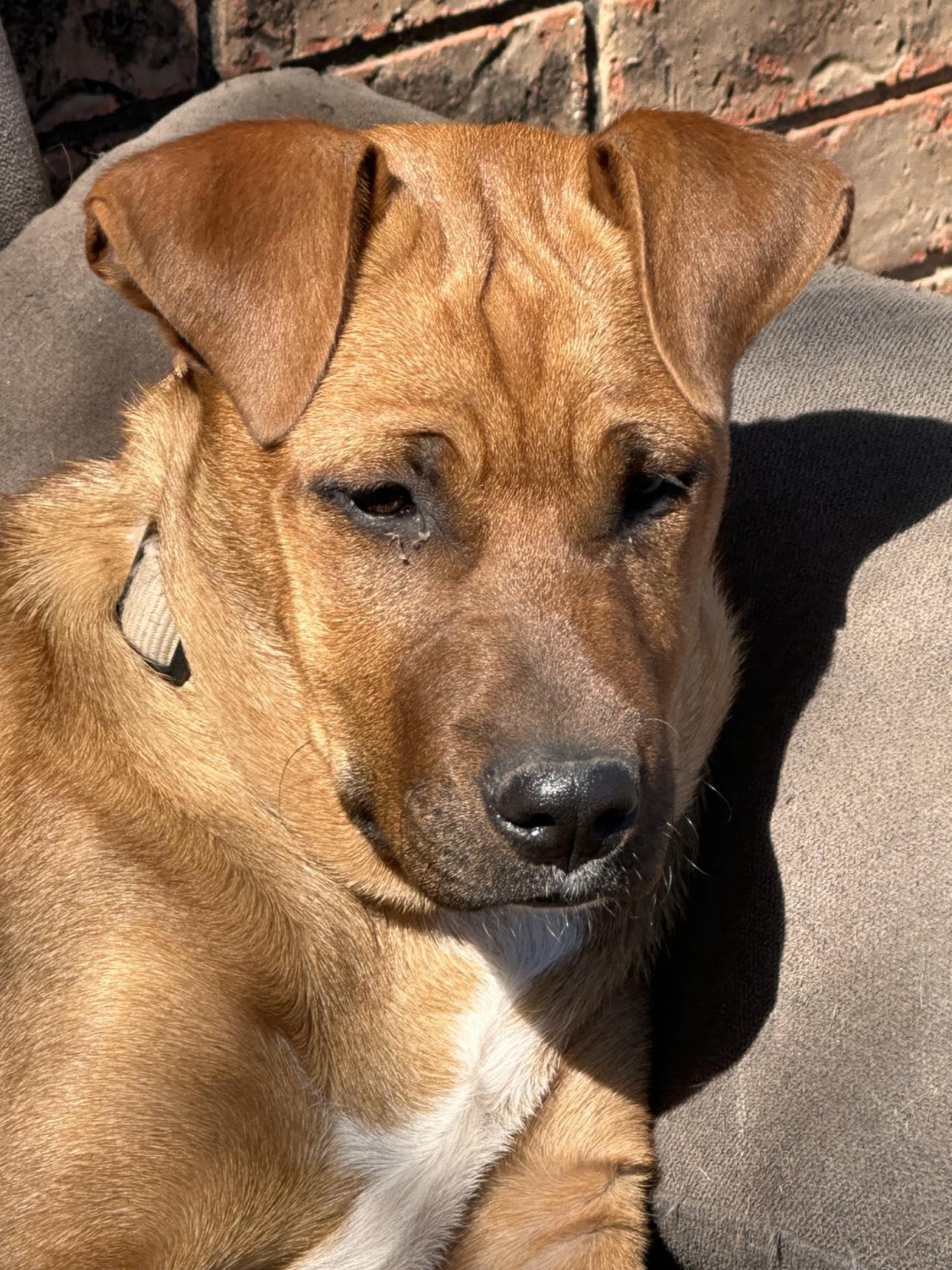 Ginger, Adoptable, Puppy Female German Shepherd Dog & Staffordshire Bull Terrier.