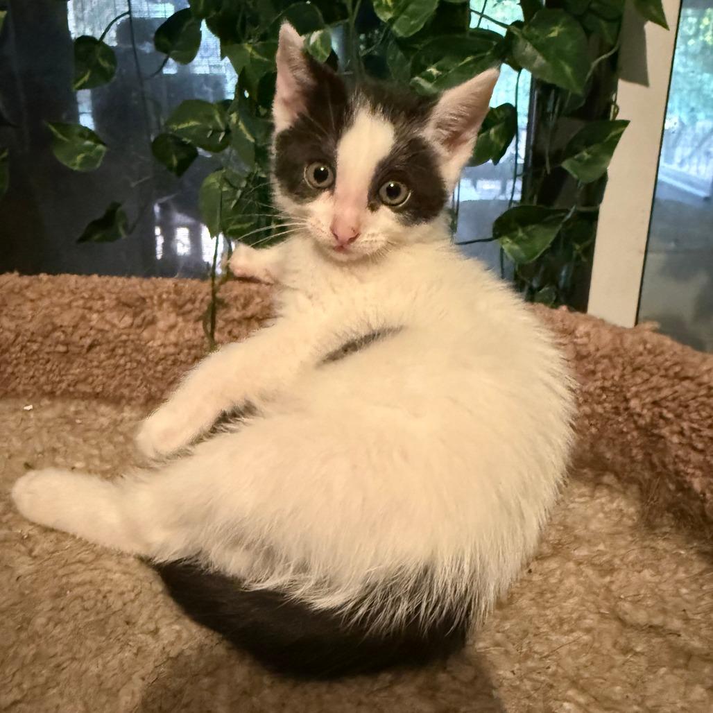 Tiki, Adoptable, Kitten Female Domestic Short Hair.