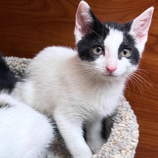 Tiki, a Adoptable Domestic Short Hair in Jupiter, FL image 2/6