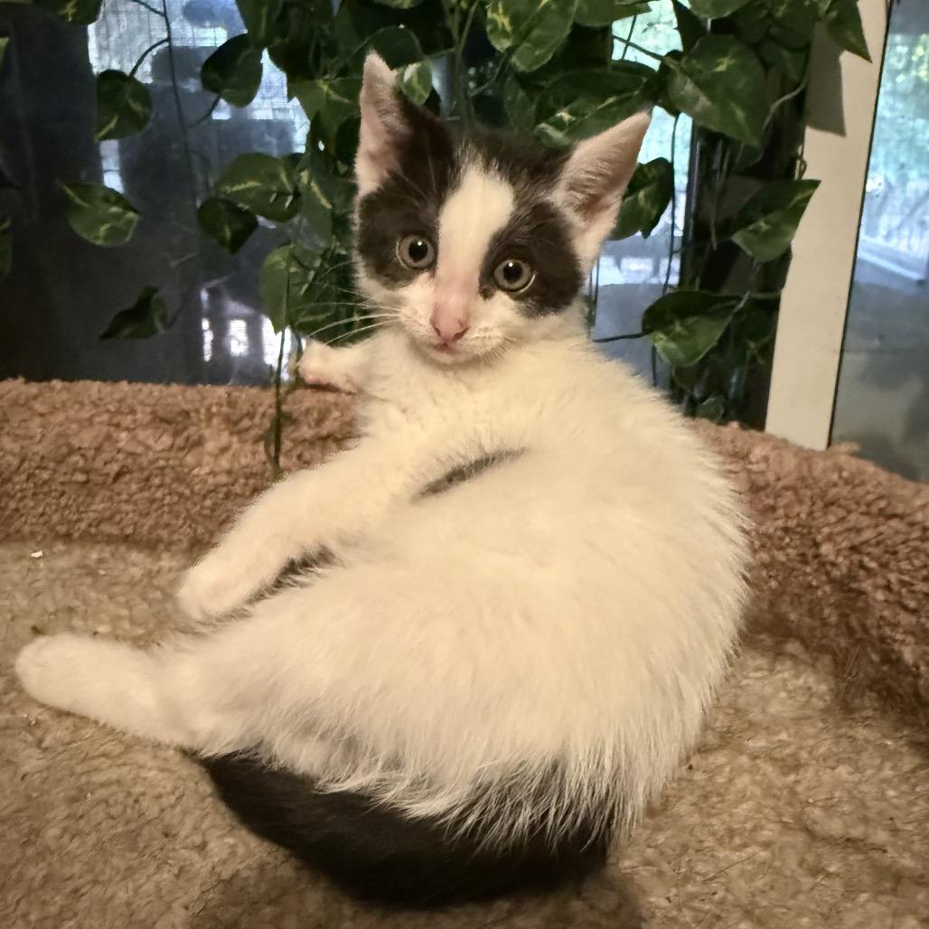 Tiki, Adoptable, Kitten Female Domestic Short Hair.