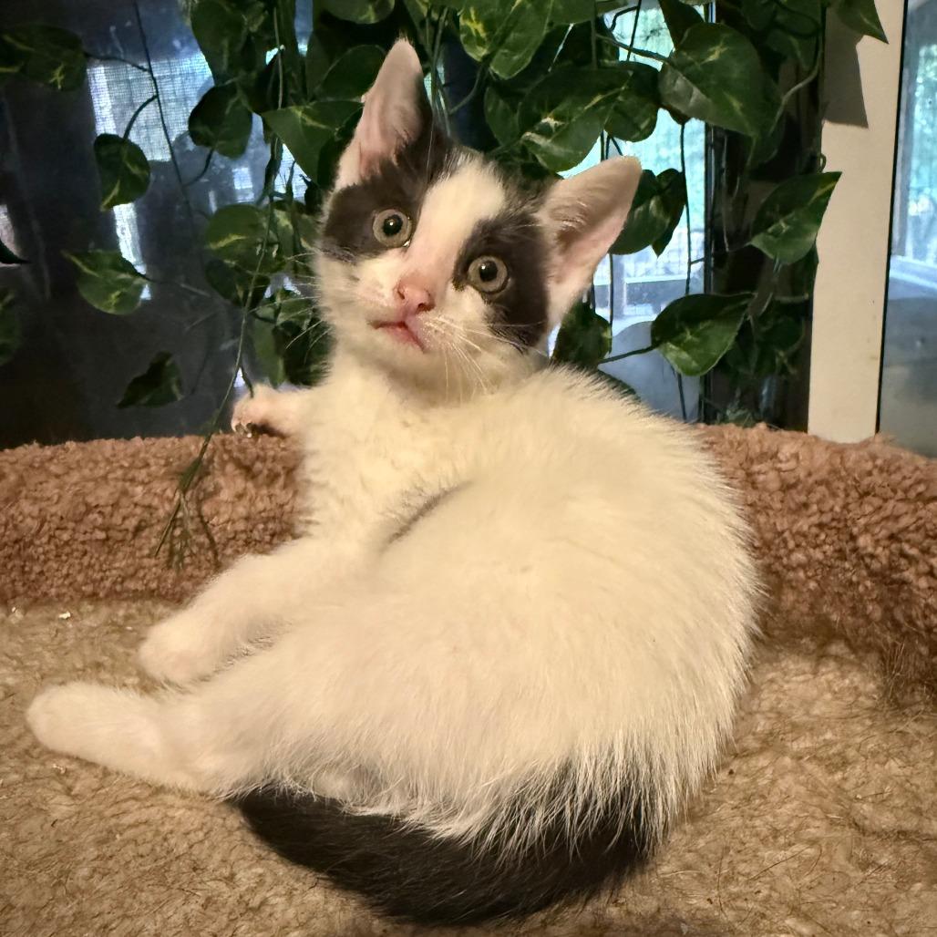 Enlarge Tiki, a Adoptable Domestic Short Hair in Jupiter, FL image 2/6