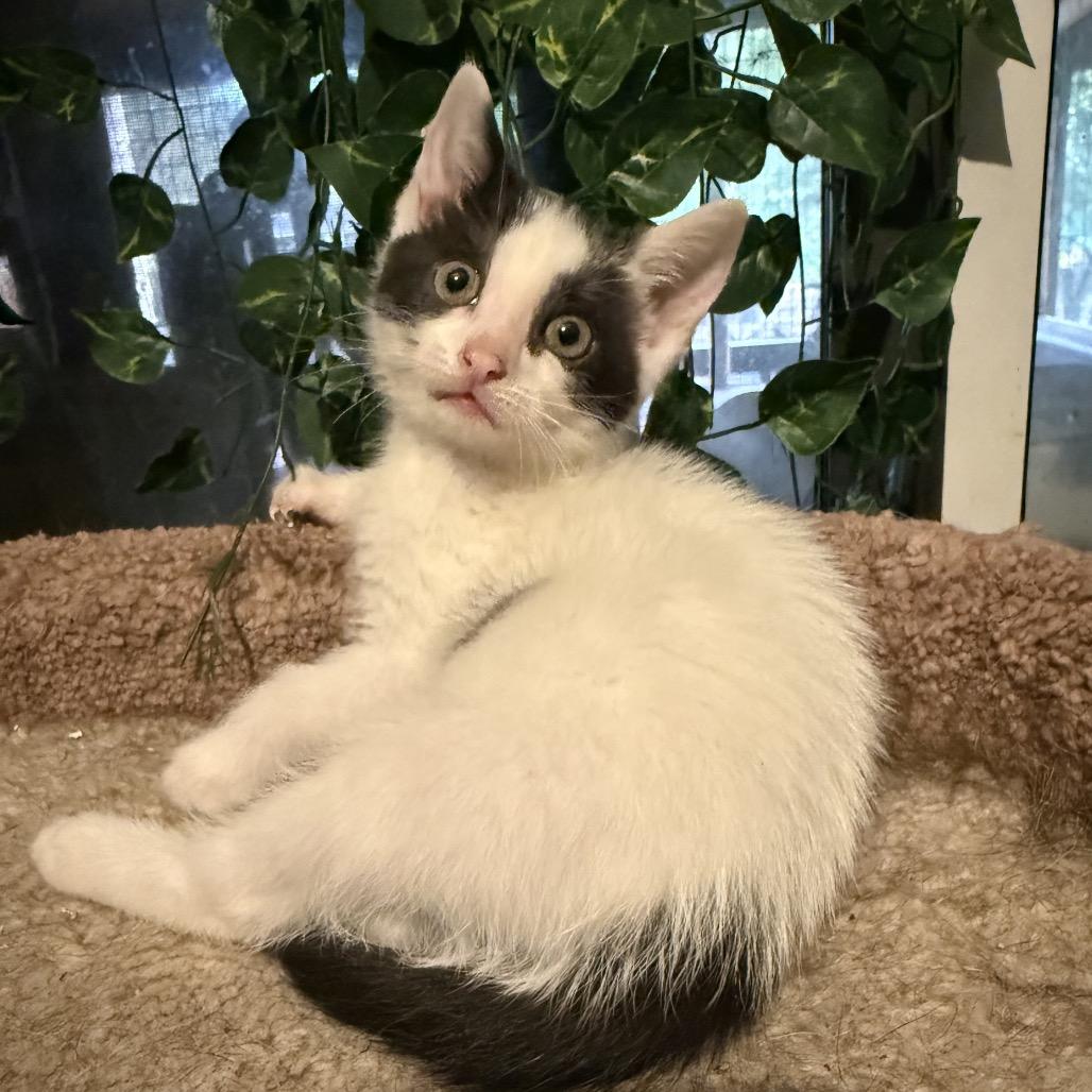 Enlarge Tiki, a Adoptable Domestic Short Hair in Jupiter, FL image 4/6