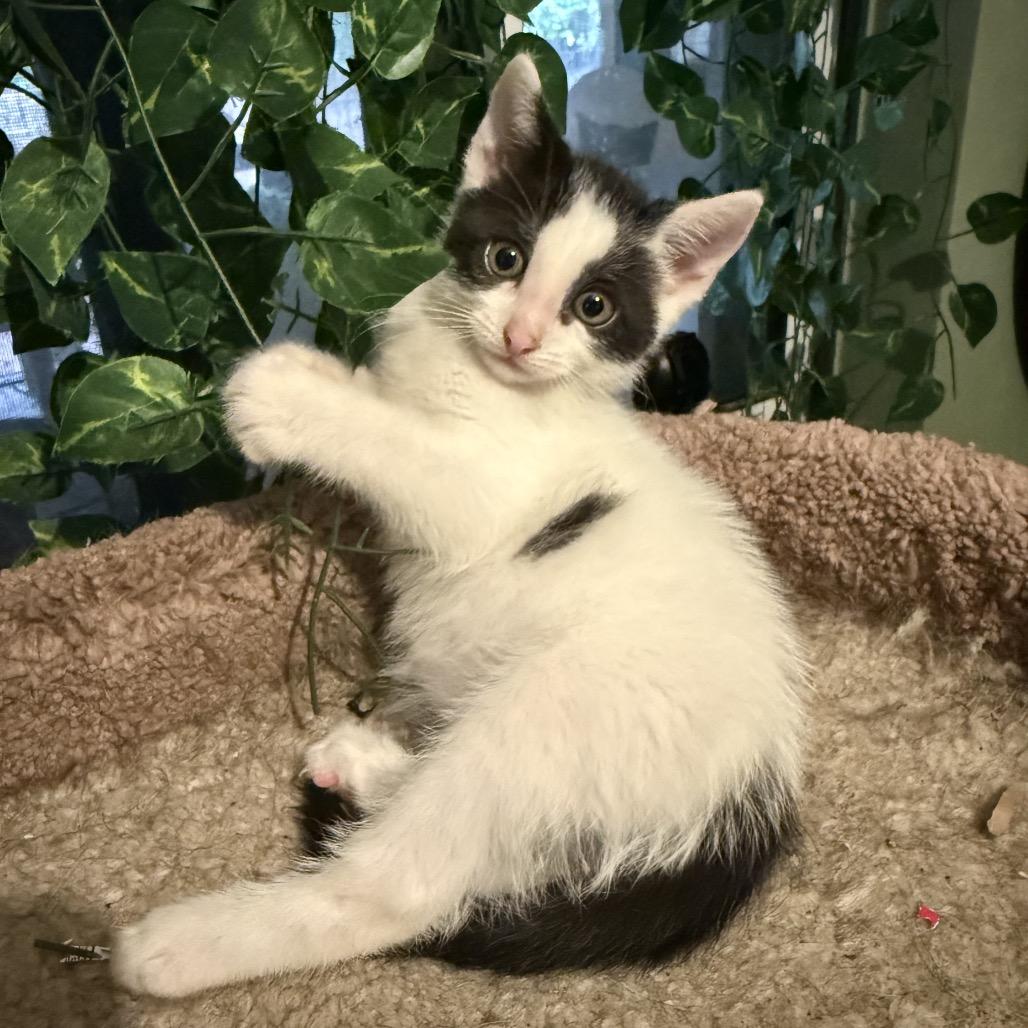 Enlarge Tiki, a Adoptable Domestic Short Hair in Jupiter, FL image 5/6