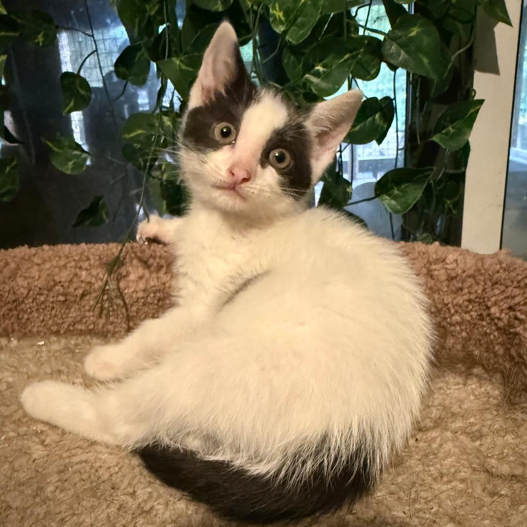Enlarge Tiki, a Adoptable Domestic Short Hair in Jupiter, FL image 6/6