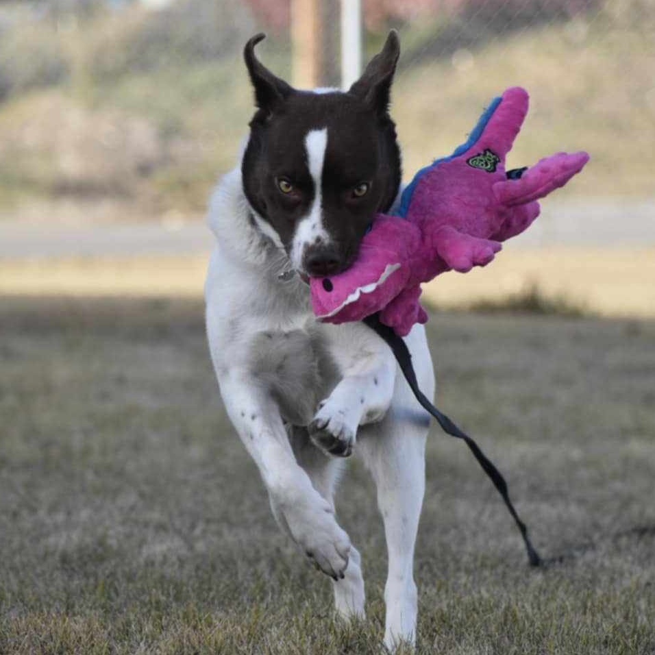Enlarge Tilda, a Adoptable mixed breed in Edmonton, AB image 4/5