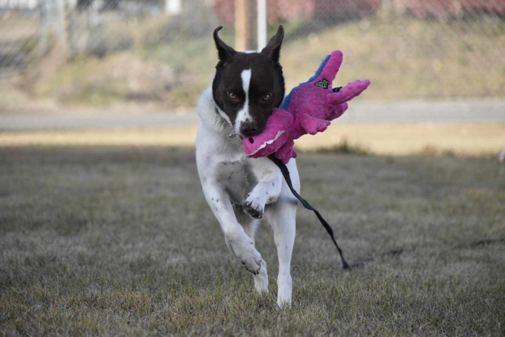 Tilda, a Adoptable mixed breed in Edmonton, AB image 4/5