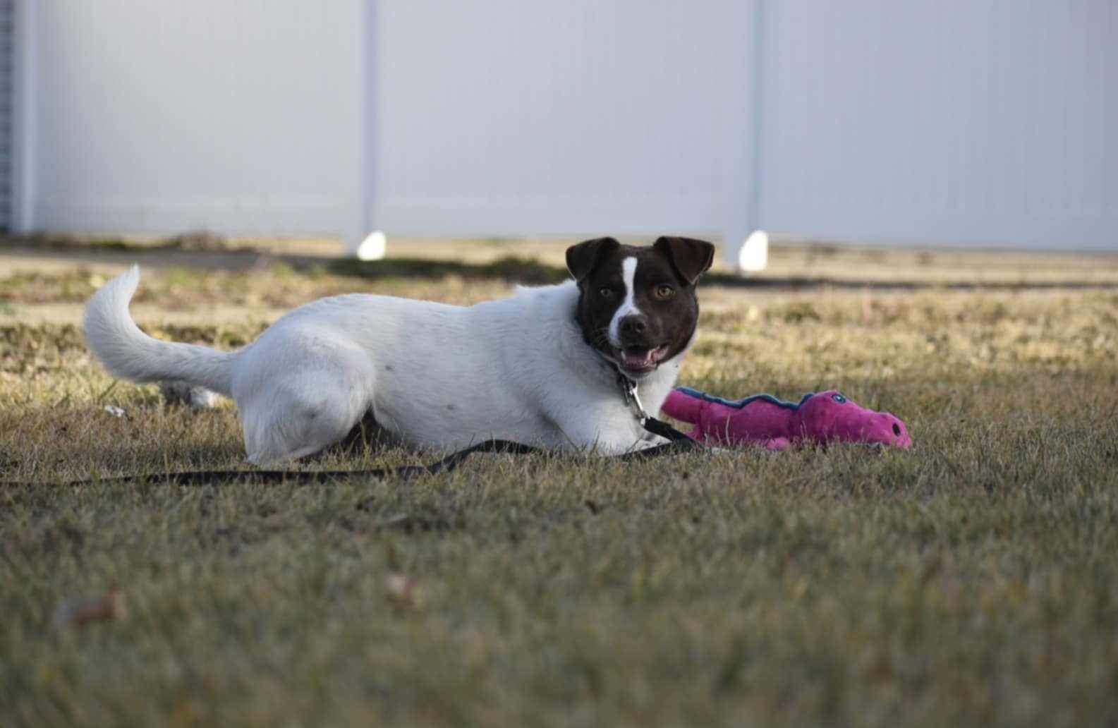 Tilda, a Adoptable mixed breed in Edmonton, AB image 2/5