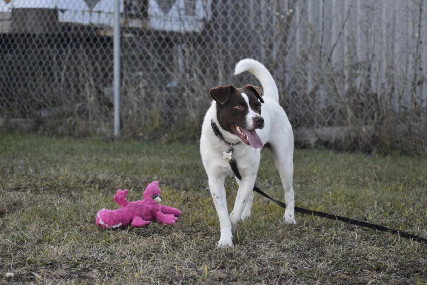 Tilda, a Adoptable mixed breed in Edmonton, AB image 3/5