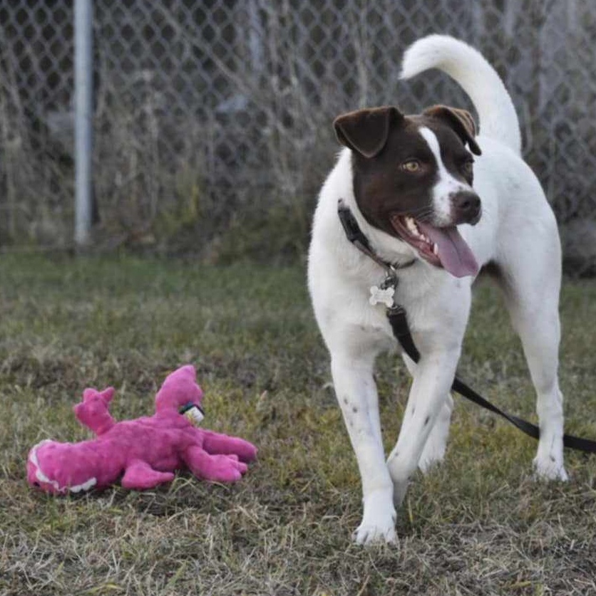 Enlarge Tilda, a Adoptable mixed breed in Edmonton, AB image 3/5