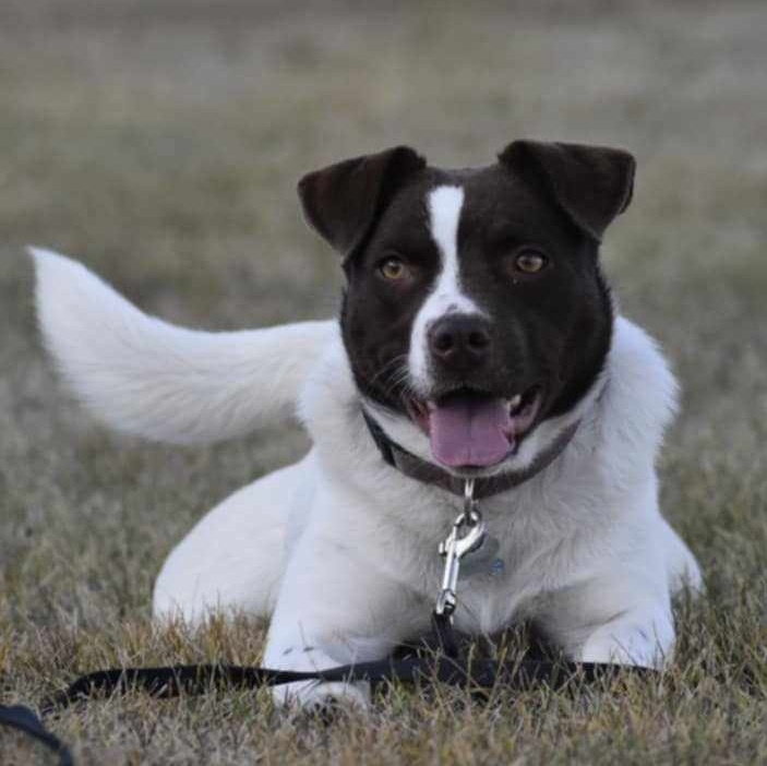 Enlarge Tilda, a Adoptable mixed breed in Edmonton, AB image 2/5