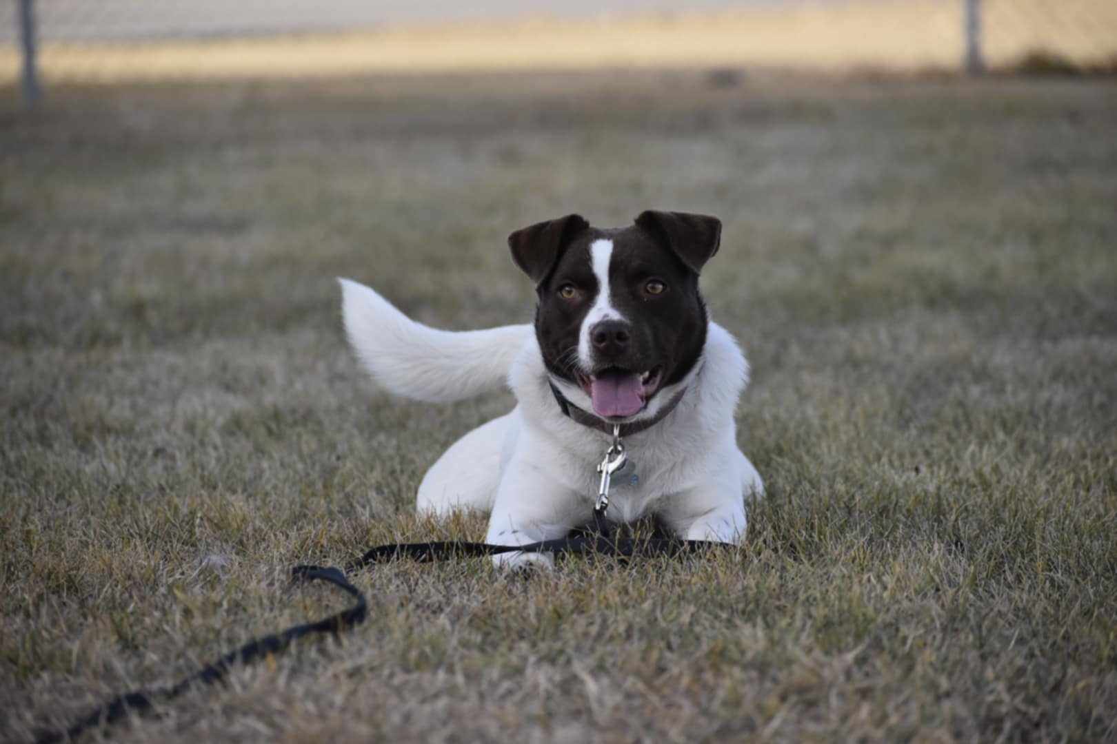 Tilda, a Adoptable mixed breed in Edmonton, AB image 1/5