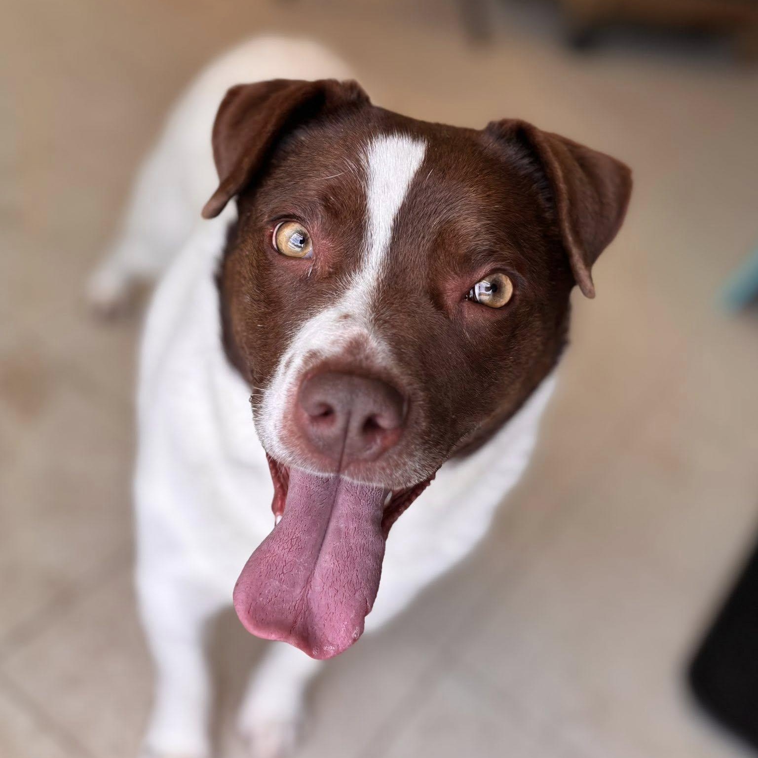 Tilda, Adoptable, Adult Female Terrier.