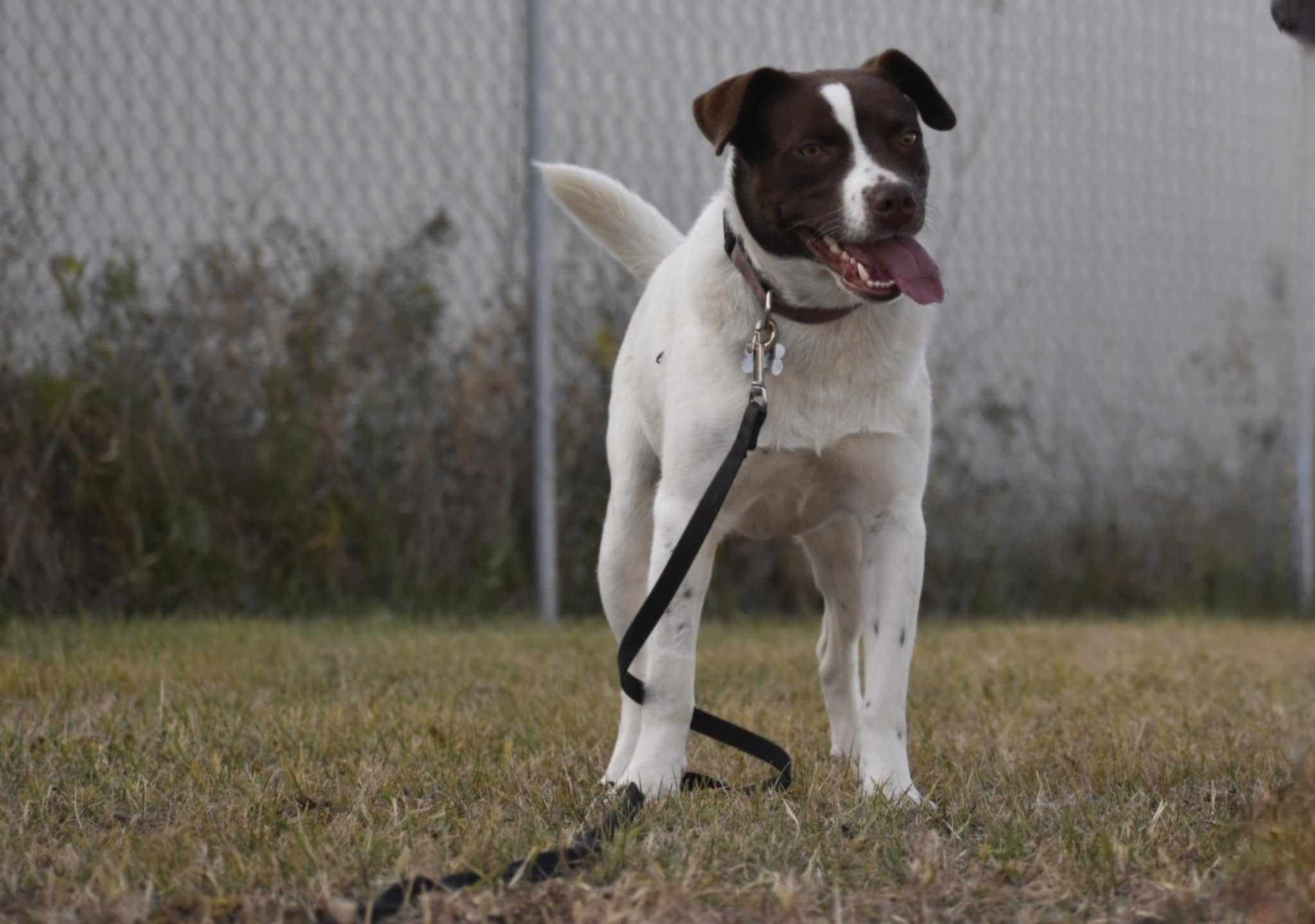 Tilda, a Adoptable mixed breed in Edmonton, AB image 5/5