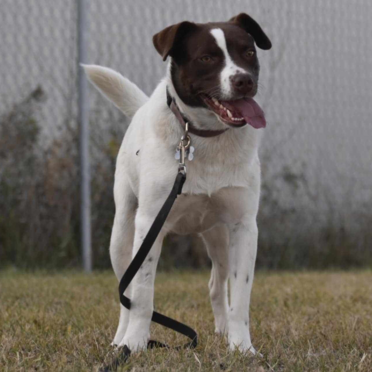 Enlarge Tilda, a Adoptable mixed breed in Edmonton, AB image 5/5