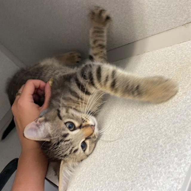 BLUEY, Adoptable, Kitten Male Domestic Short Hair.