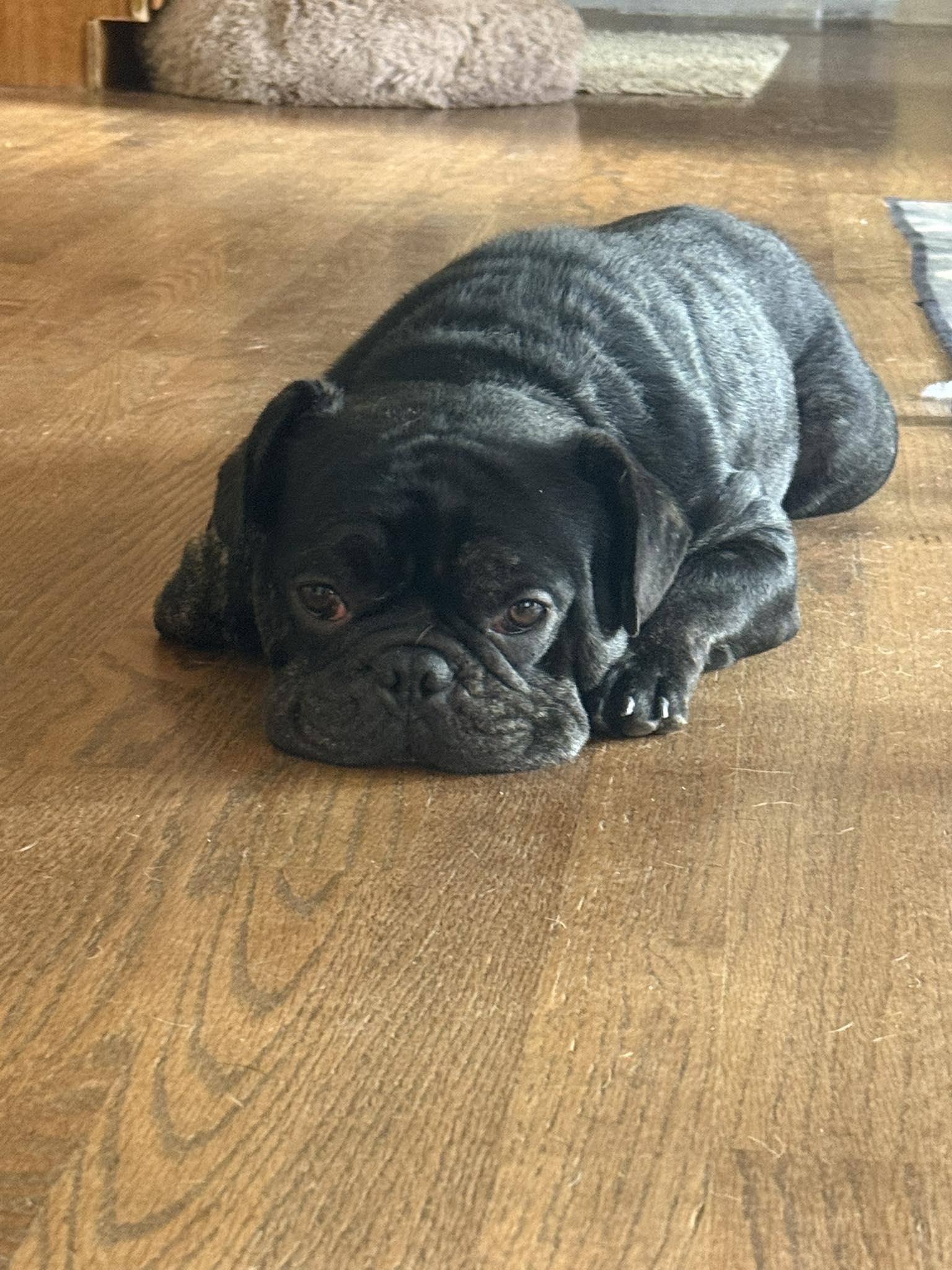 Baxter, Adopted, Young Male French Bulldog & Pug.