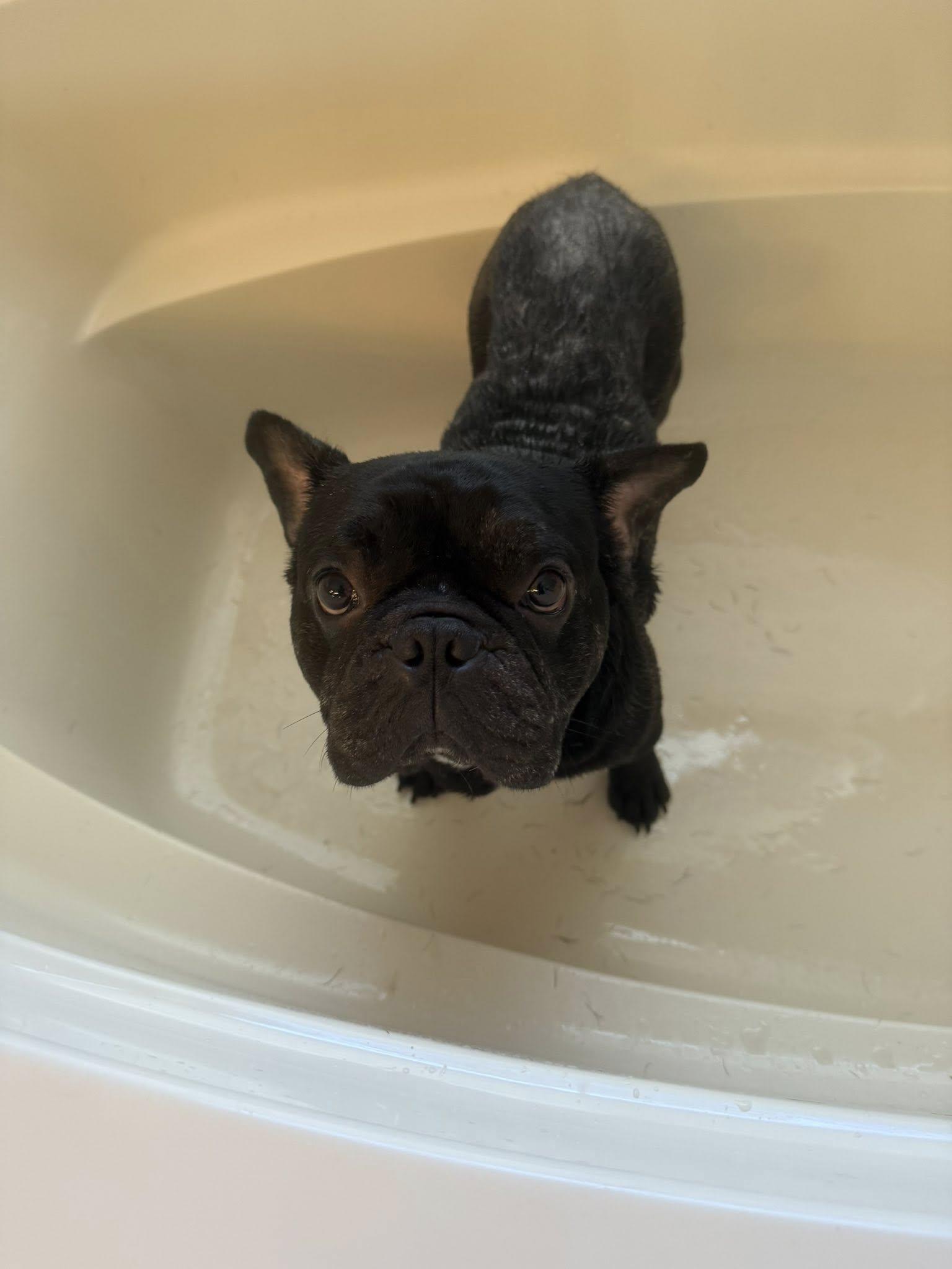 Baxter, a Adopted mixed breed in Woodbury, NJ image 3/6