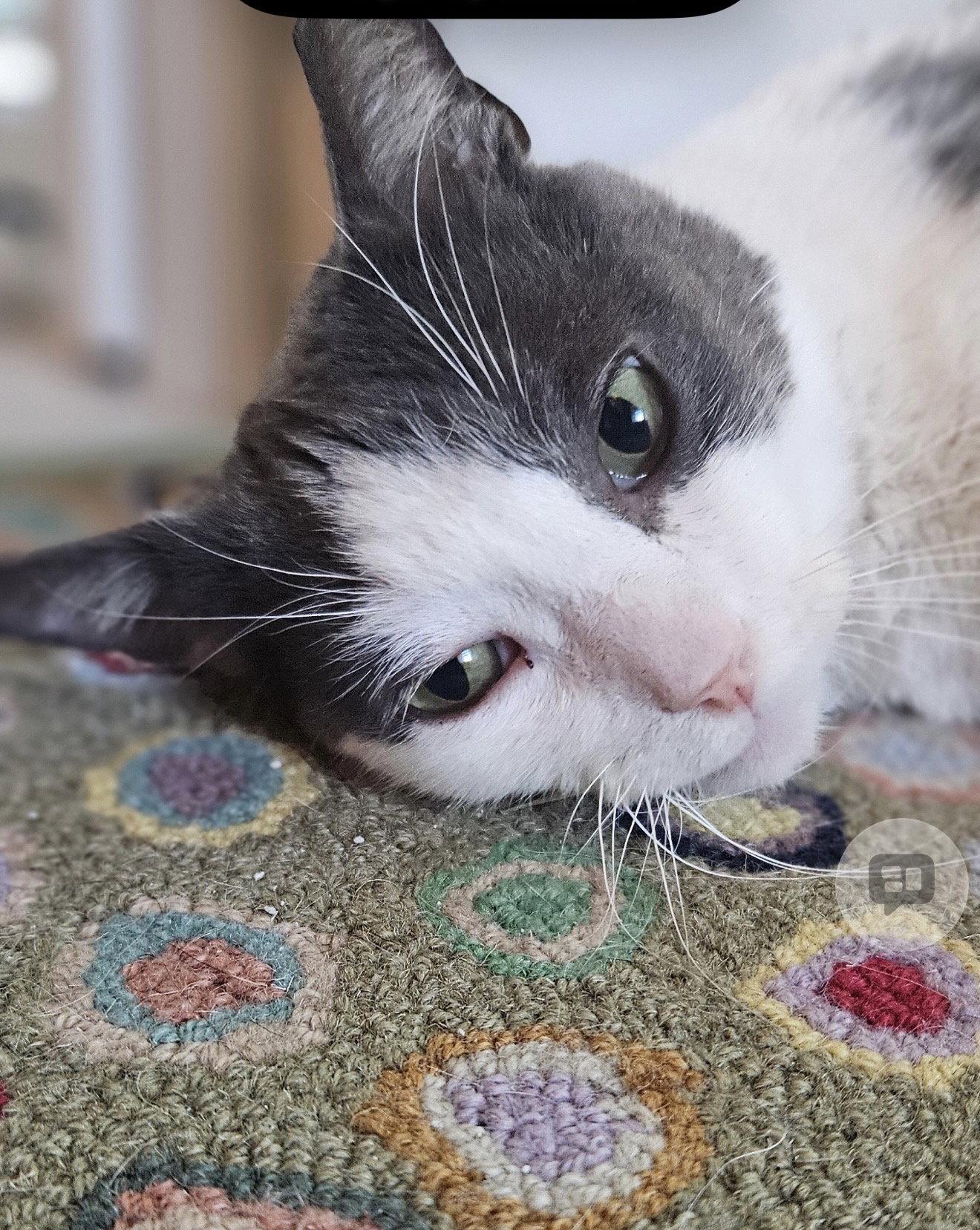Frass (Must be adopted with Diablo), Adoptable, Adult Male Domestic Short Hair.