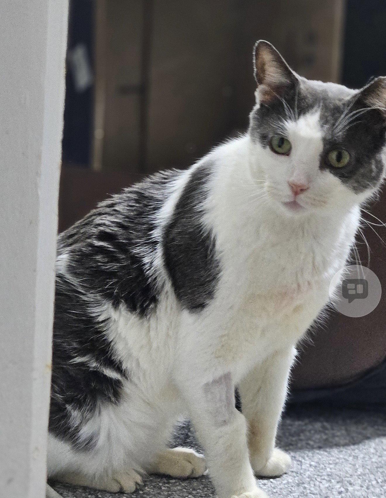 Enlarge Frass (Must be adopted with Diablo), a Adoptable Domestic Short Hair in Walled Lake, MI image 2/3