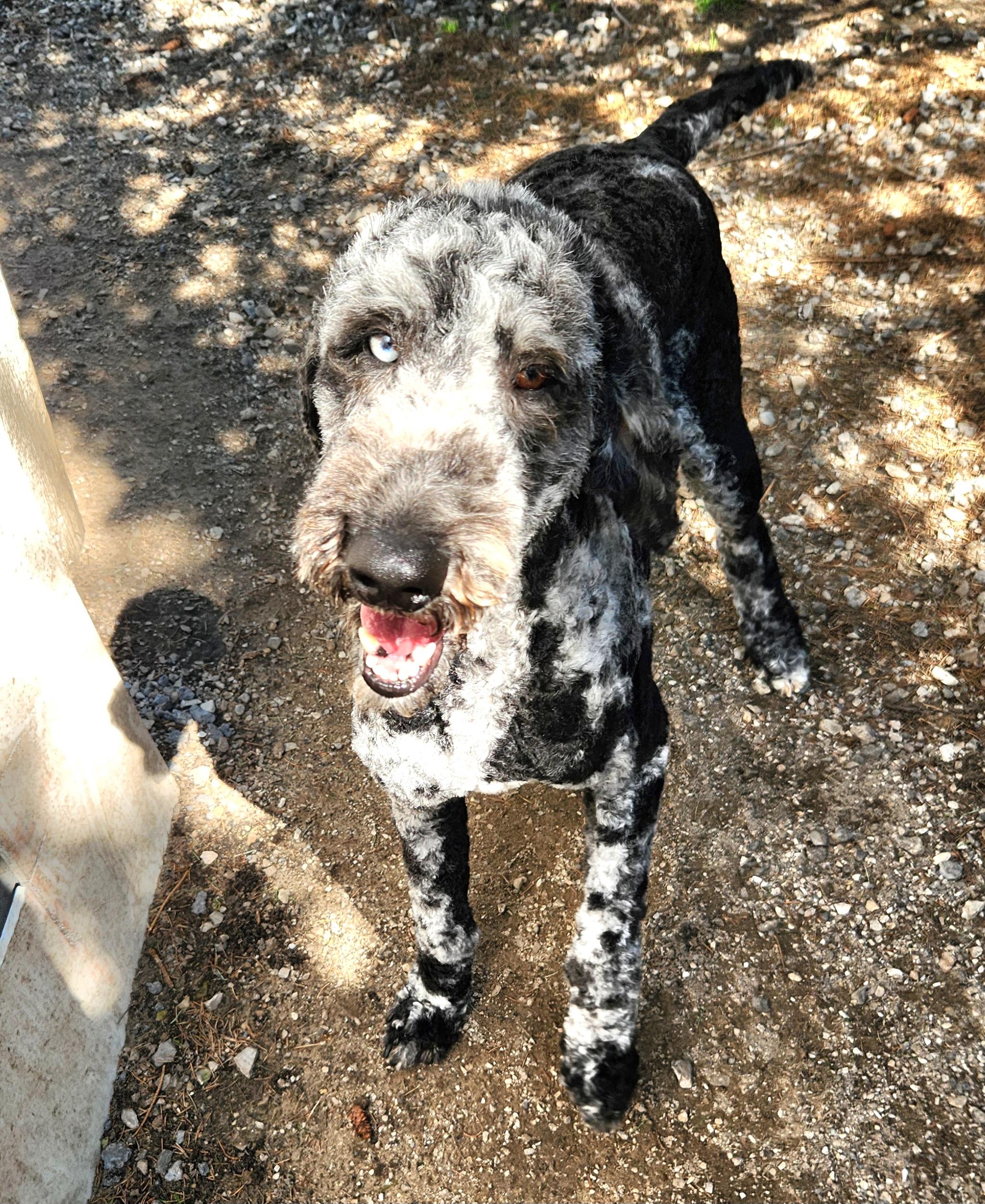 Enlarge Luna, an adopted Standard Poodle in Liberty Center, OH image 3/6
