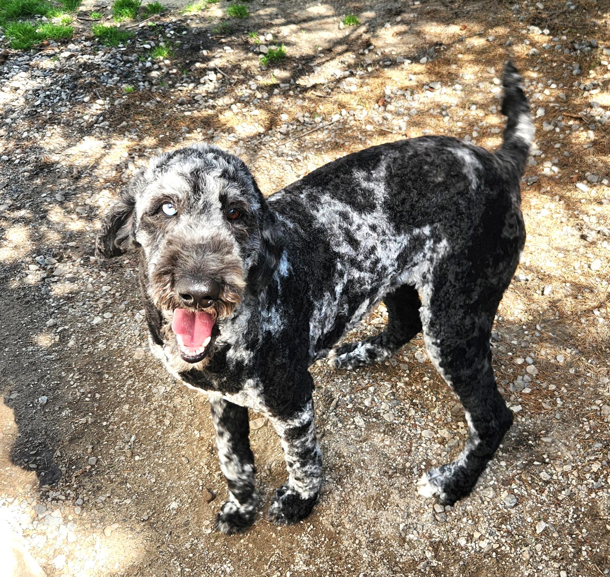 Enlarge Luna, an adopted Standard Poodle in Liberty Center, OH image 5/6
