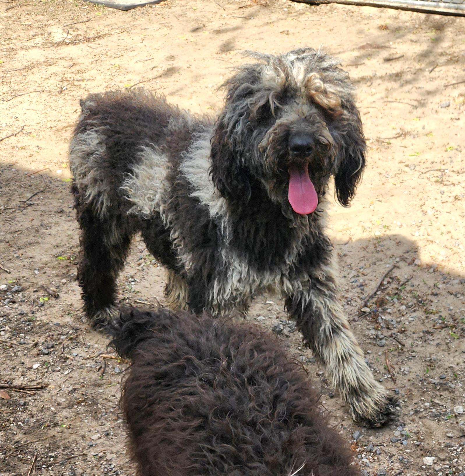 Enlarge Luna, an adopted Standard Poodle in Liberty Center, OH image 4/6