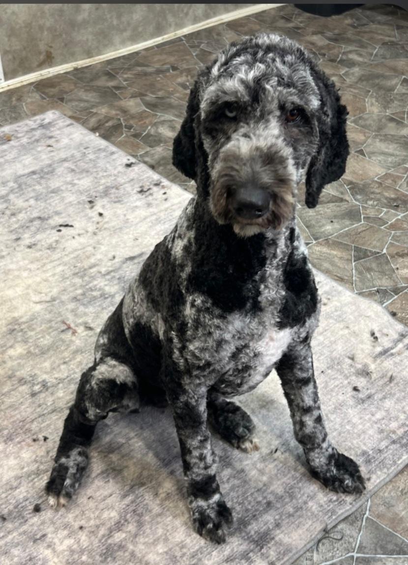 Luna, adopted, Young Female Standard Poodle.