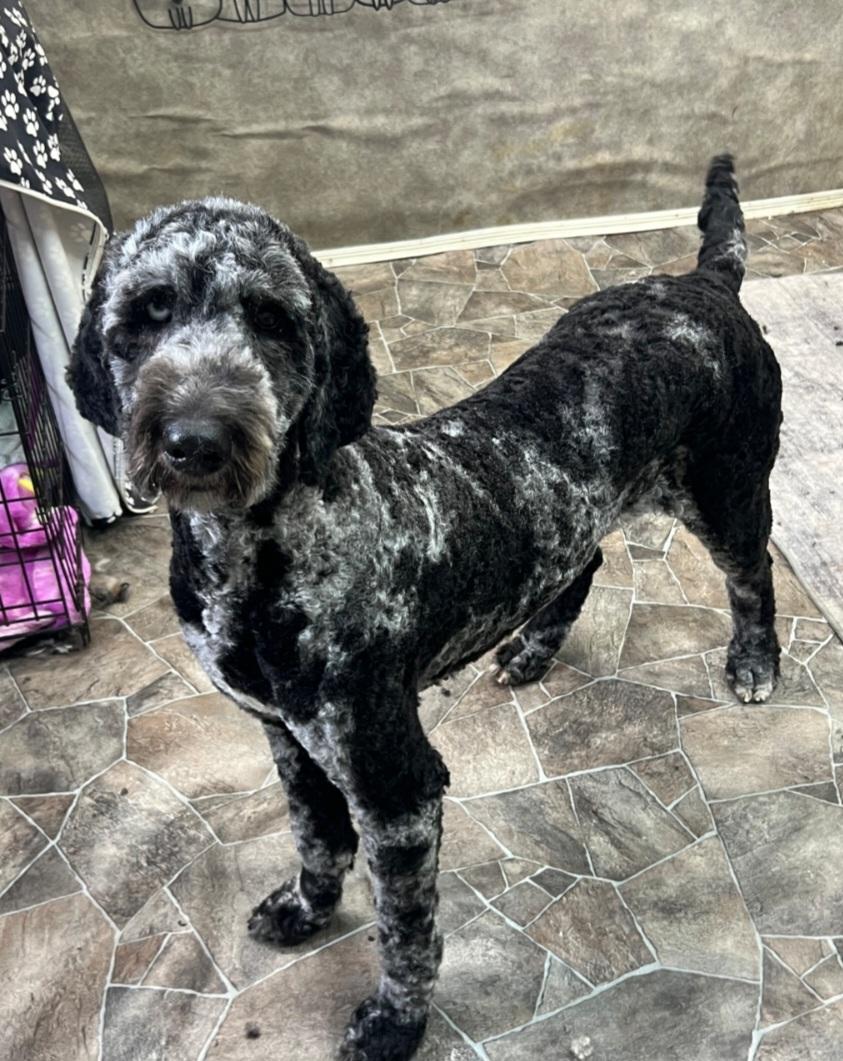 Enlarge Luna, an adopted Standard Poodle in Liberty Center, OH image 2/6