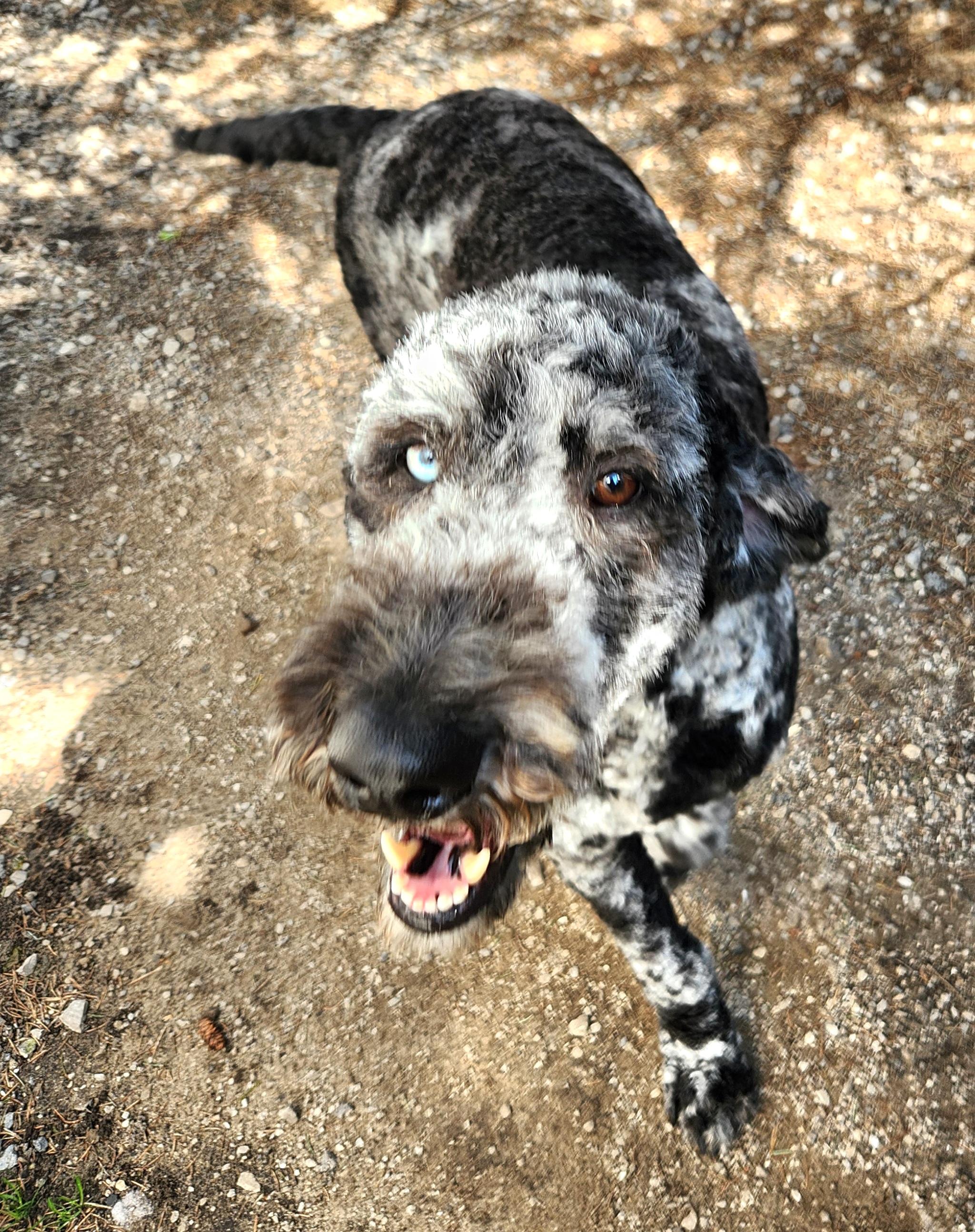 Enlarge Luna, an adopted Standard Poodle in Liberty Center, OH image 6/6