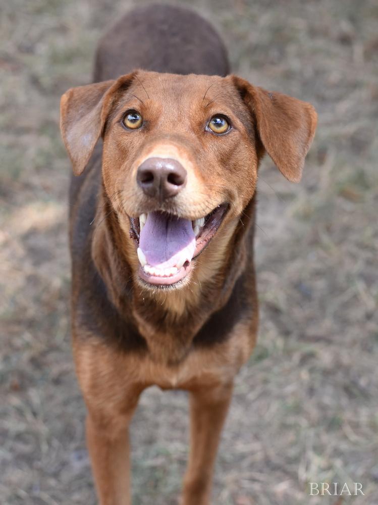 Enlarge Briar (Momma), a Adoptable mixed breed in Brewster , NY image 1/3