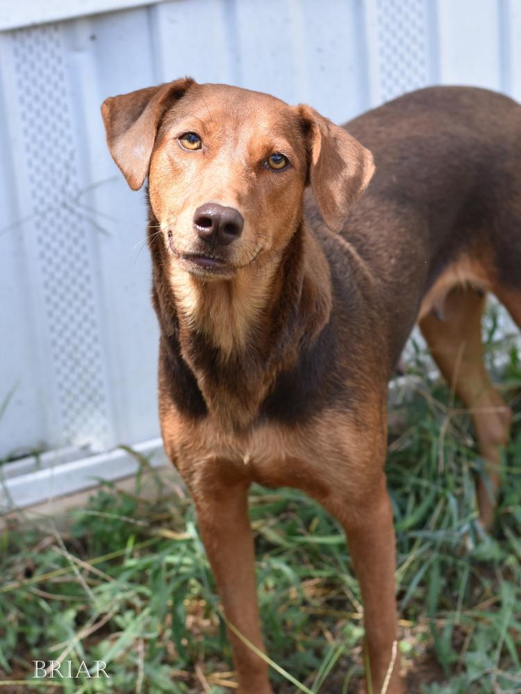 Enlarge Briar (Momma), a Adoptable mixed breed in Brewster , NY image 2/3