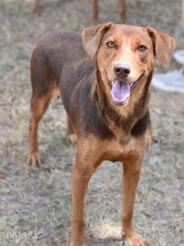 Enlarge Briar (Momma), a Adoptable mixed breed in Brewster , NY image 3/3
