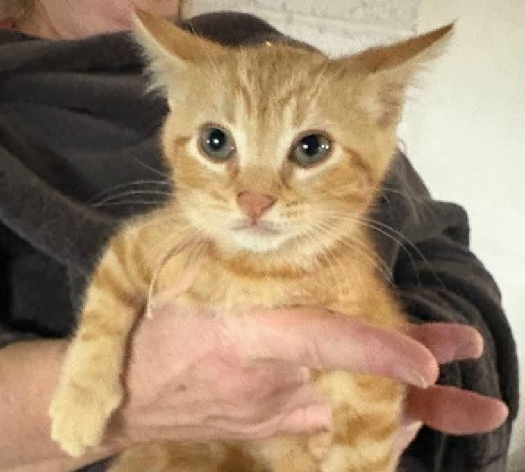 Mr. Peach, ADOPTABLE, Kitten Male Domestic Short Hair & Tabby.