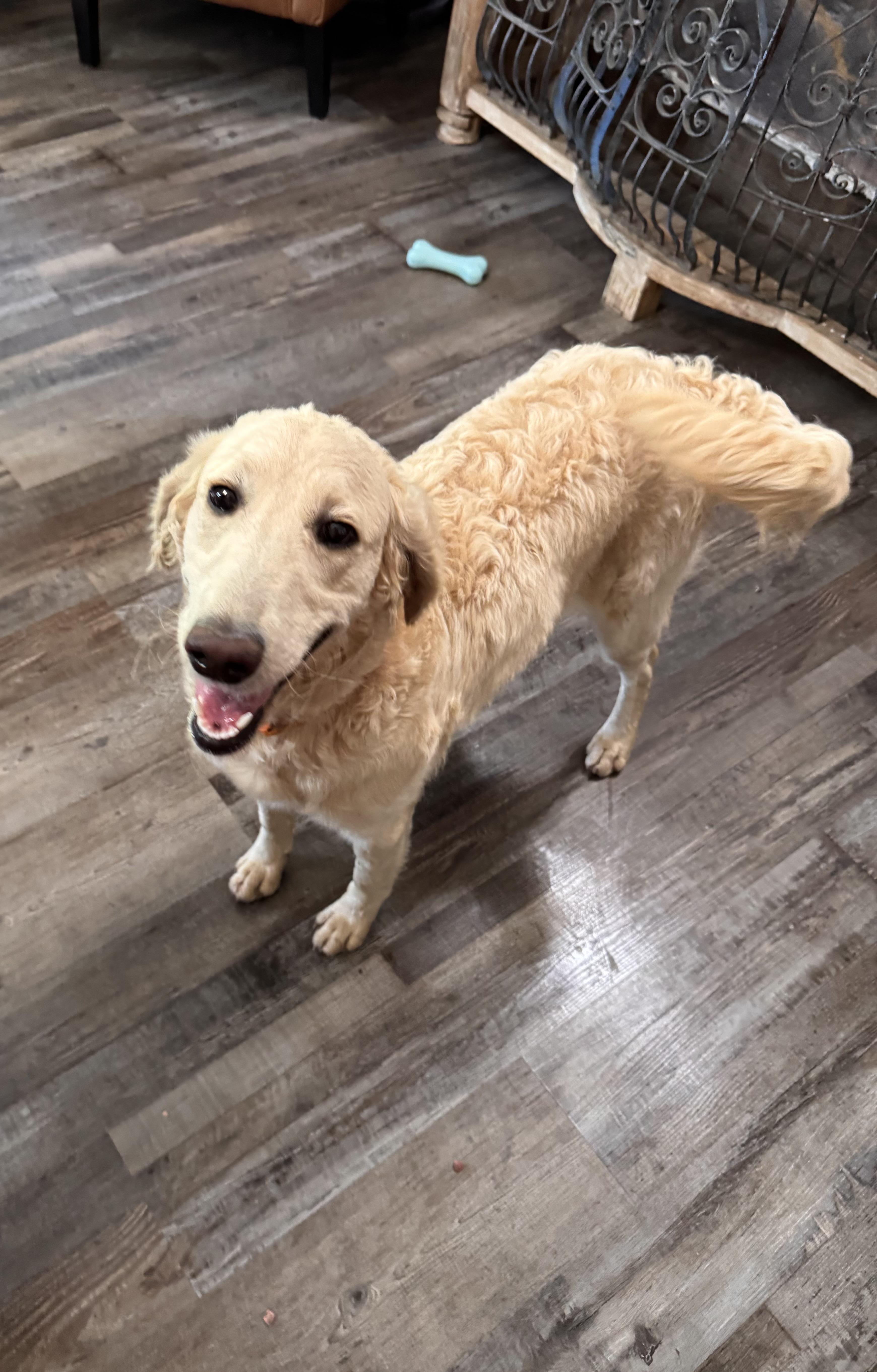 Enlarge Prada , an adoptable Goldendoodle in Sequatchie, TN image 2/5