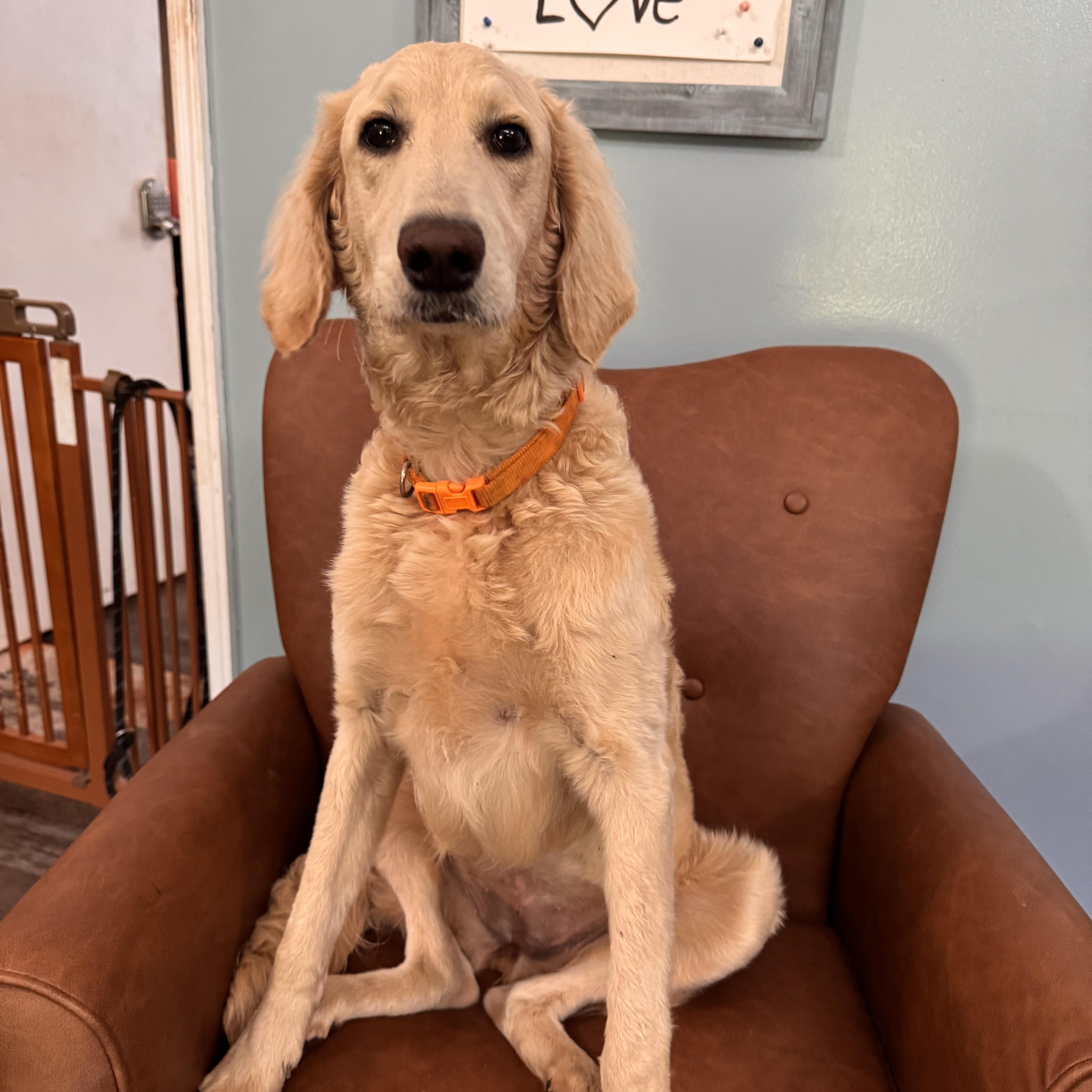 Enlarge Prada , an adoptable Goldendoodle in Sequatchie, TN image 5/5