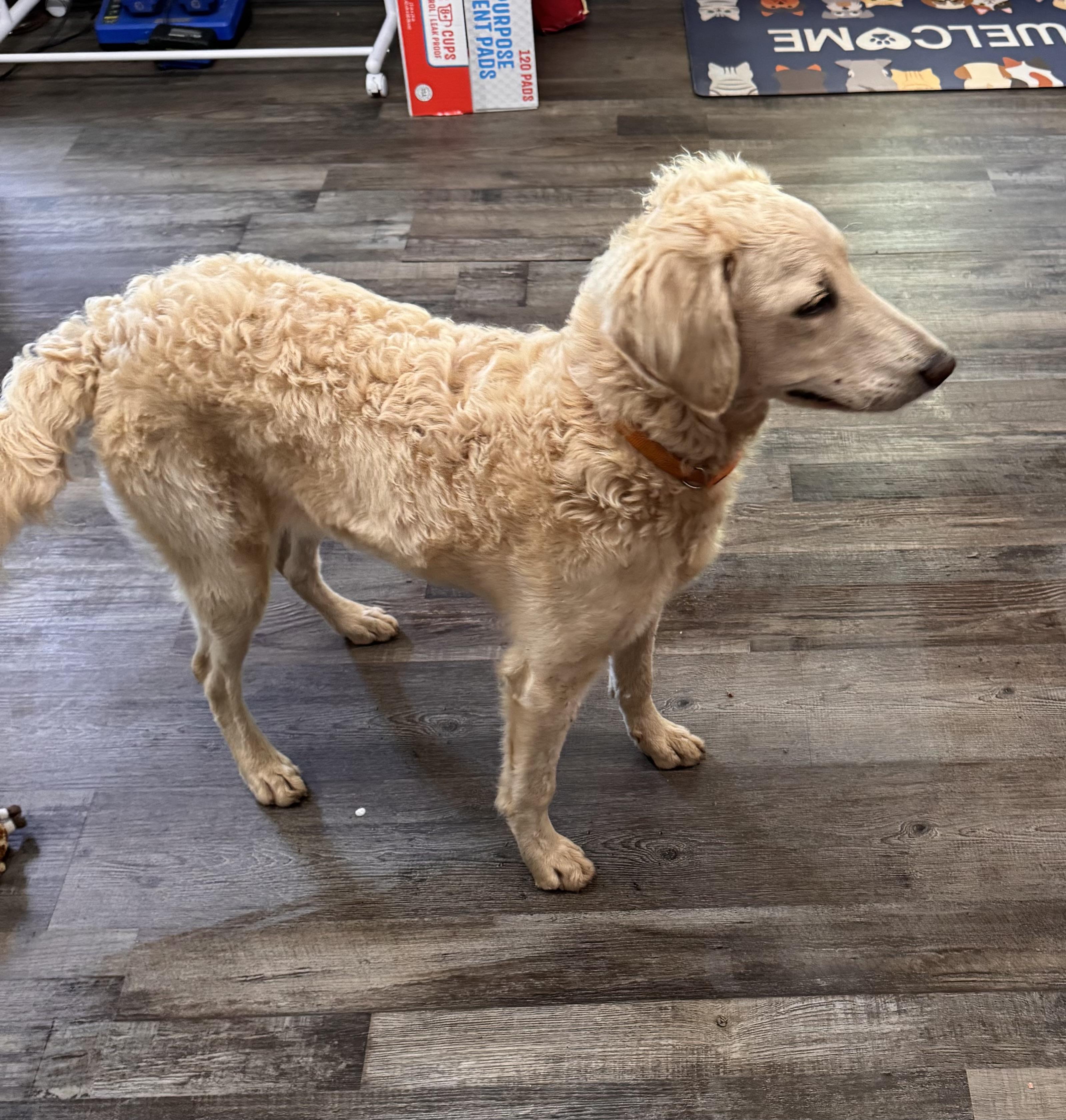 Enlarge Prada , an adoptable Goldendoodle in Sequatchie, TN image 3/5