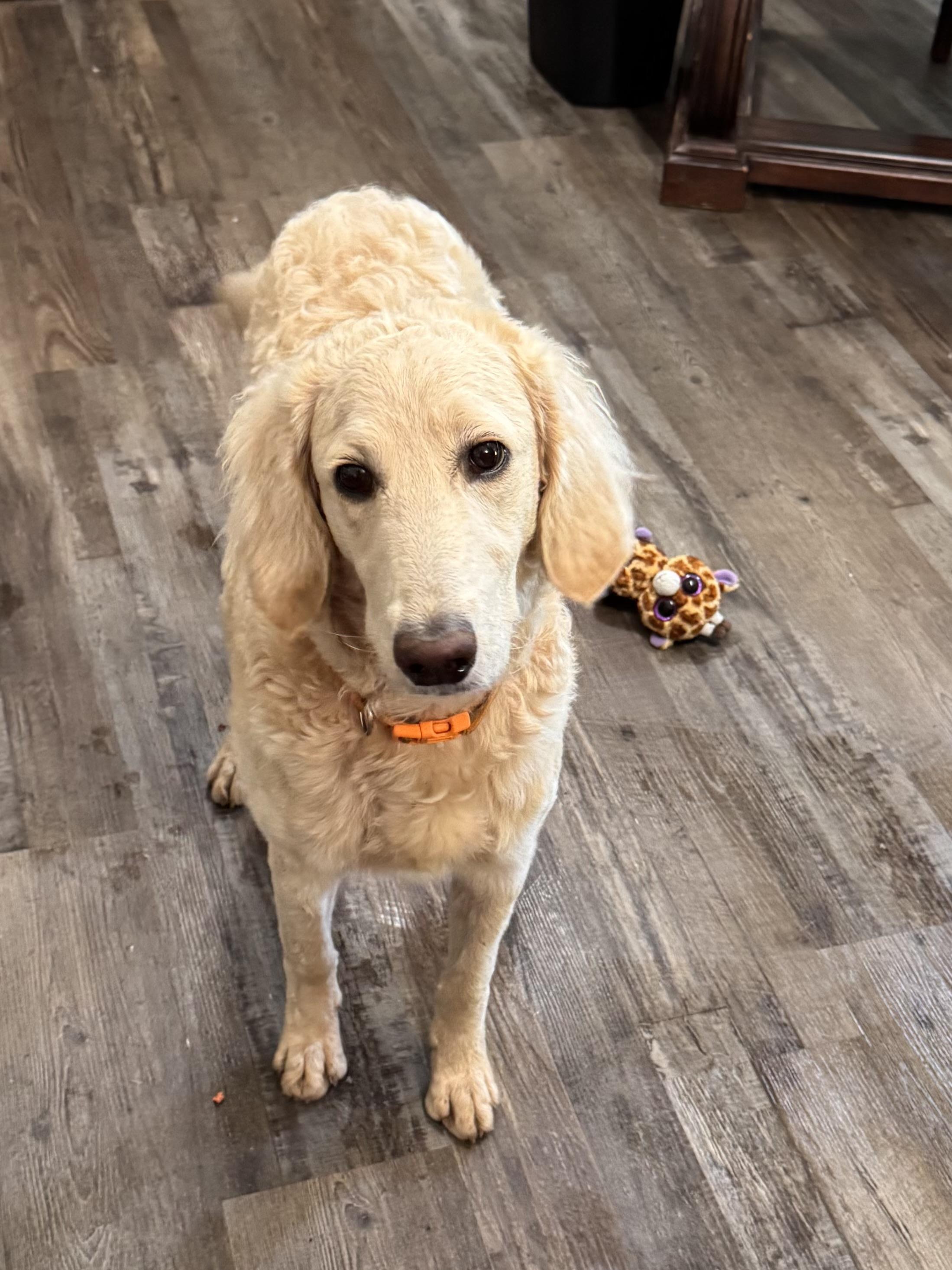 Prada , adoptable, Adult Female Goldendoodle.