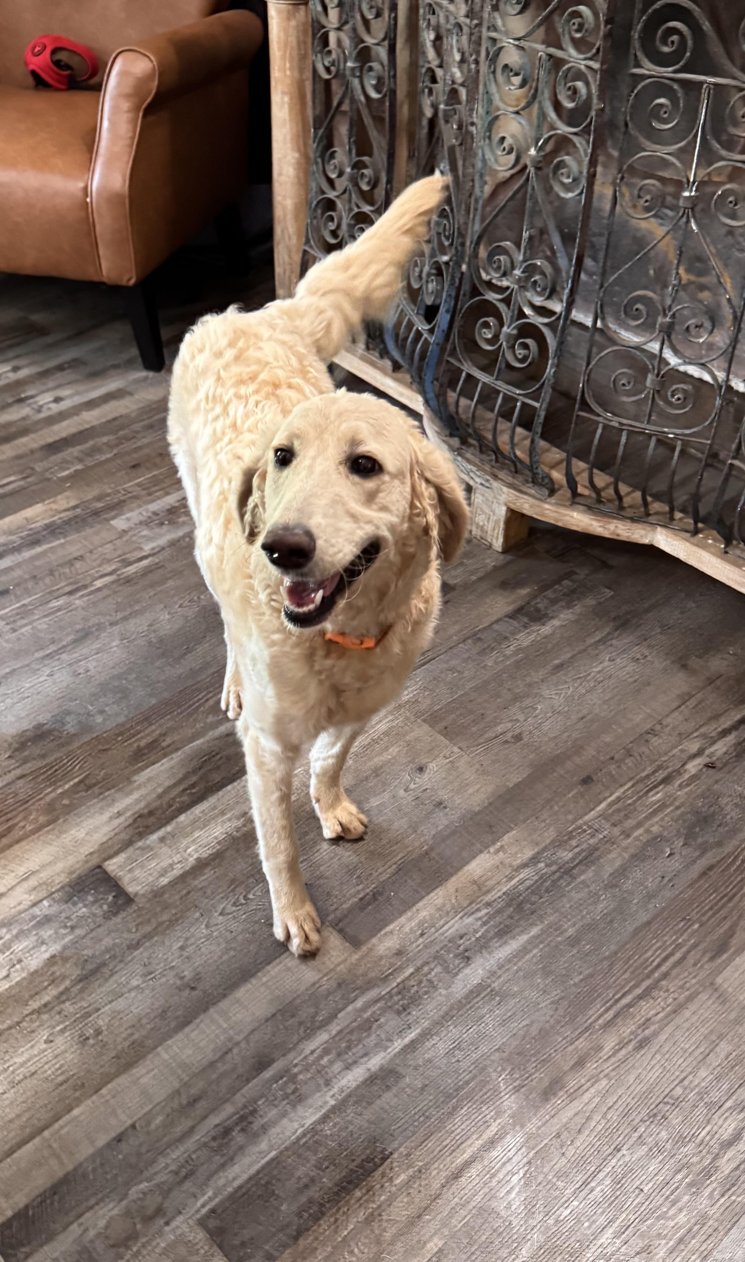 Enlarge Prada , an adoptable Goldendoodle in Sequatchie, TN image 4/5