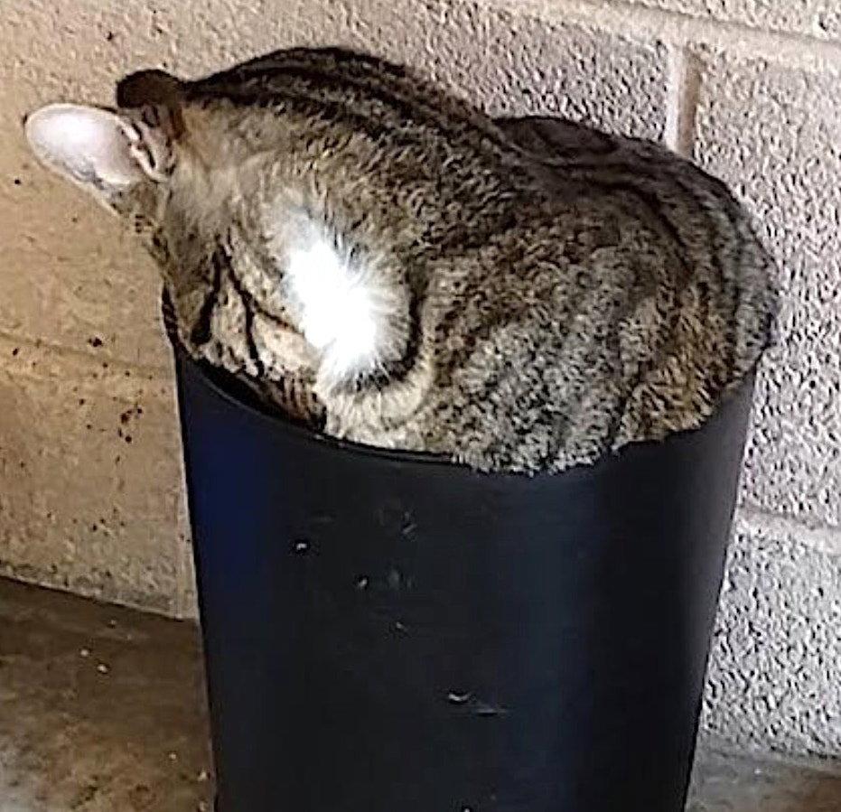 Skittles, Adopted, Young Male Domestic Short Hair.