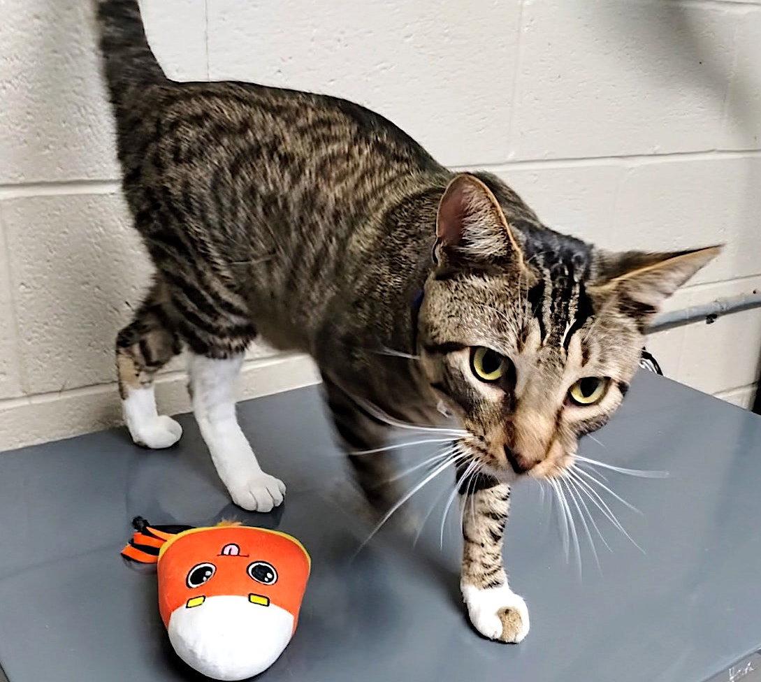 Enlarge Skittles, a Adopted Domestic Short Hair in Albemarle, NC image 2/3