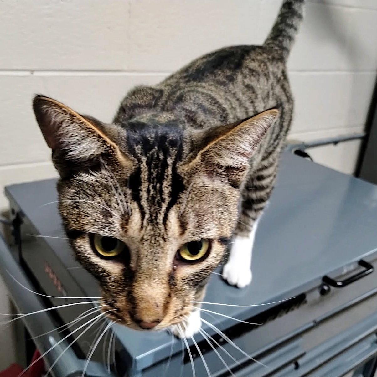 Enlarge Skittles, a Adopted Domestic Short Hair in Albemarle, NC image 3/3