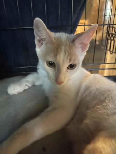 Enlarge Nobel, a Adoptable mixed breed in san antonio, TX image 2/5