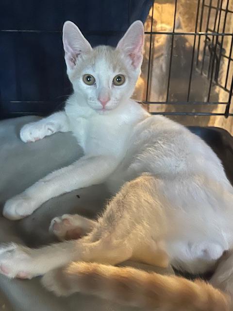 Enlarge Nobel, a Adoptable mixed breed in san antonio, TX image 1/5