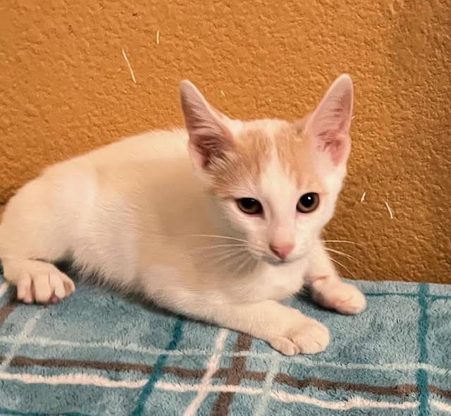 Enlarge Nobel, a Adoptable mixed breed in san antonio, TX image 5/5