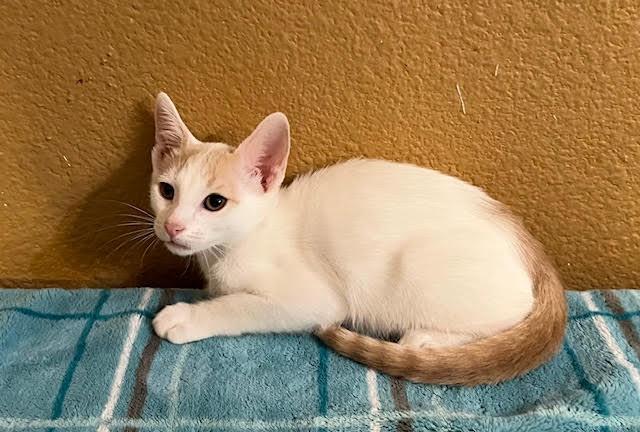 Enlarge Nobel, a Adoptable mixed breed in san antonio, TX image 4/5