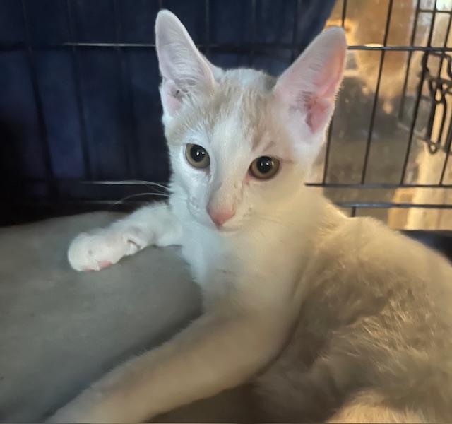 Enlarge Nobel, a Adoptable mixed breed in san antonio, TX image 3/5